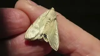 Palm flower moth Litoprosopus coachella, California 92563