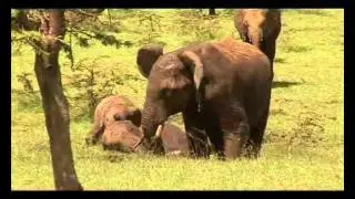 Offbeat Mara