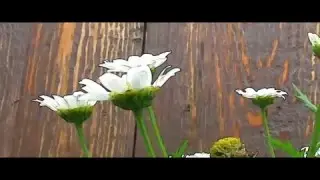 Pannasonic NV-GS 180 video nature