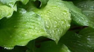 Rain & Nature- feel the rain drops | Walking On The Planet