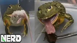 FEEDING RODENTS TO OUR GIANT PIXIE FROGS!  CRAZY HUNGRY!