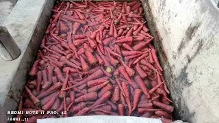 carrot 🥕 #carrot #farming #live #shorts #life #village #view