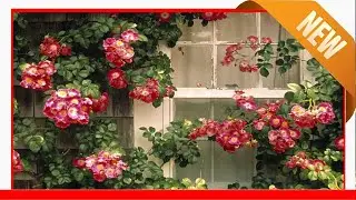 Fun Facts About Roses - Things You Didn'T Know About Roses