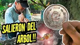 Un Pequeño TESORO salio de este ARBOL  Un Guardian lo Cuidaba