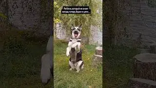 Балованый ребёнок Мерси🤗 #вео #восточноевропейскаяовчарка #суперсобака #goldaward #собака