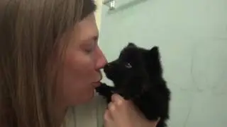 Lilac- F2 Pomsky pup!