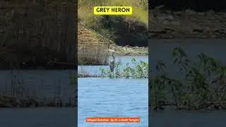 grey heron | Ardea cinerea  #shortsfeed #wingedbeauties #shortsindia