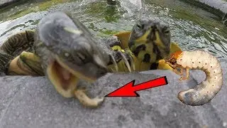 Turtles Love Grubs!?