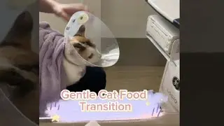 🐾 猫のごはん切り替えのコツ | Tips for Switching Cat Food | 猫咪換糧小技巧 🐾