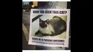 Missing kitty