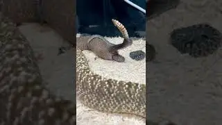 ovoviviparous sanke (eggs develope and hatch inside body) giving birth to young ones