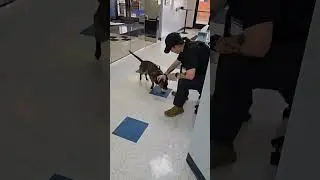 Buster The Dog Playing Fetch  #dog #puppy #dogshorts
