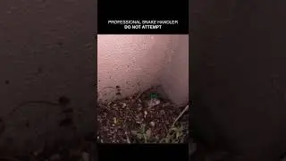 Gopher snake removal in Scottsdale Arizona