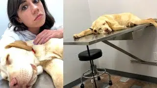 Our dog went to the Hospital. :(