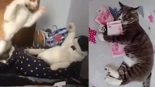 GAK BRENTI KETAWA 🙀 Kumpulan Kucing Lucu Terbaru 2022 | Kucing Imut dan Lucu