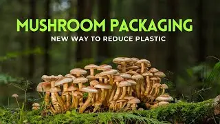 Mushroom Packaging @new way to reduce plastic| #trending #viral #youtubevideo