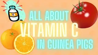 ALL ABOUT VITAMIN C FOR GUINEA PIGS || complete care guide for vitamin c ||