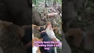 The Hunt....#hunting #dog @VillageLifehunting #pig