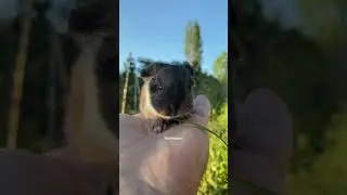 Yavru ginepig sesi || Voice and wheek of baby guinea pig