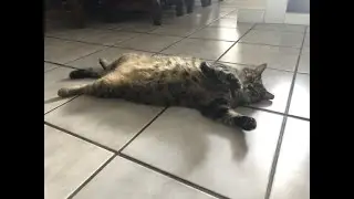 The 4-Parts Kitty and Elly Sparta Venom TTE Collab