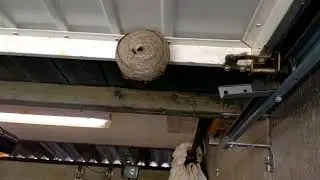 Saxon Wasp nest
