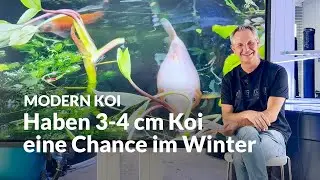 &Uuml;berleben Babykoi den Winter? | Modern Koi Blog #7654