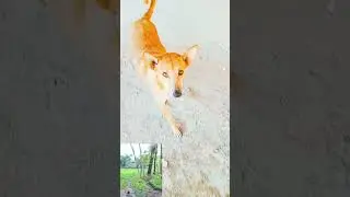 dog satish house video #puppy #funny #shorts