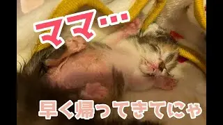 【はぴと5匹の子猫達】はぴママ退院。子猫達との再会。ママはやっぱりママなんだね。体調悪くてもママなんだよ