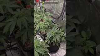 Master Kaze X Fearless GasSnowman X Fearless Gas