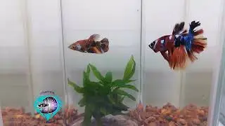 Betta Media Luna Koi nemo