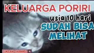 USIA 10 HARI sudah bisa melihat#kucing , #kucinglucu , #kucingimut , #kitten ,