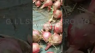 Find the secret behind Onion Farming @ Gil System Agro Culture Tech Ltd 