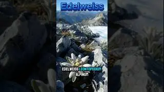 Edelweiss &ndash; Alpine Star of Purity & Resilience | #Edelweiss #AlpineFlower