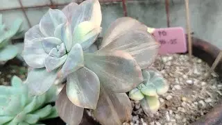SUCCULENT! SUCCULENTAS! SUCCULENTS! 