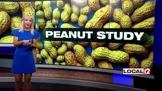 Study: Eating nuts could be good for brain health