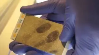 Fingerprint Molecular Identification
