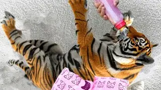 Cute Animals Compilation : Tiger Cub milk feeding