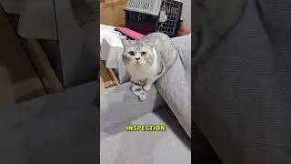 Правда о &laquo;сломанной лапе&raquo; у кота... 😱🐾 #короткоевидео