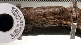 World's largest human poo on display at U.K. museum