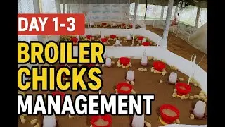 Day 1&ndash;3 Broiler Chicks Management | Complete Guide for Beginners | SGS Poultry Farming