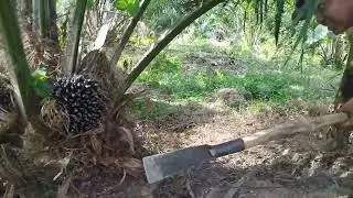 PROSES PEMANENAN BUAH PERDANA SAWIT