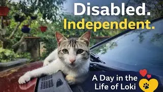 How My Disabled Rescue Cat Lives a Full Normal Day 🐾🦖 | Loki the T-Rex