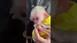 monkey baby drinking feeder milk😎 #shorts #tiktok #bandar #monkey #macaque #catsology