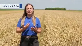 P&scaron;enica Apilco - Visoka tolerancija na poleganje i bolesti, bolji prinos