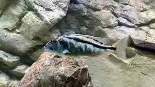African cichlid BIG malawi hawk shows hunting techniques and an update on the tank mates