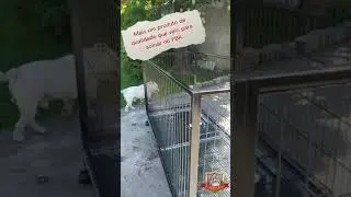 Nova corredeira para melhor conforto e higiene dos filhotes!