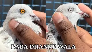 FS Baba Dhanne wali Naslo Me Se Pure Line wala Jod M.9975143897 All🇮🇳D Check karwalo apne ustad se