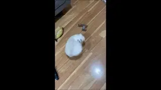 Dog Spinning Around in Circles