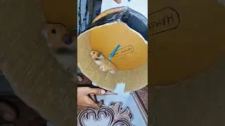 making of hamster wheel part 2 #hamster #shorts