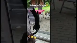 Cats chasing a fly on the window😂🐈 #shorts #cat #cats #catlover #catvideos #funnyanimals